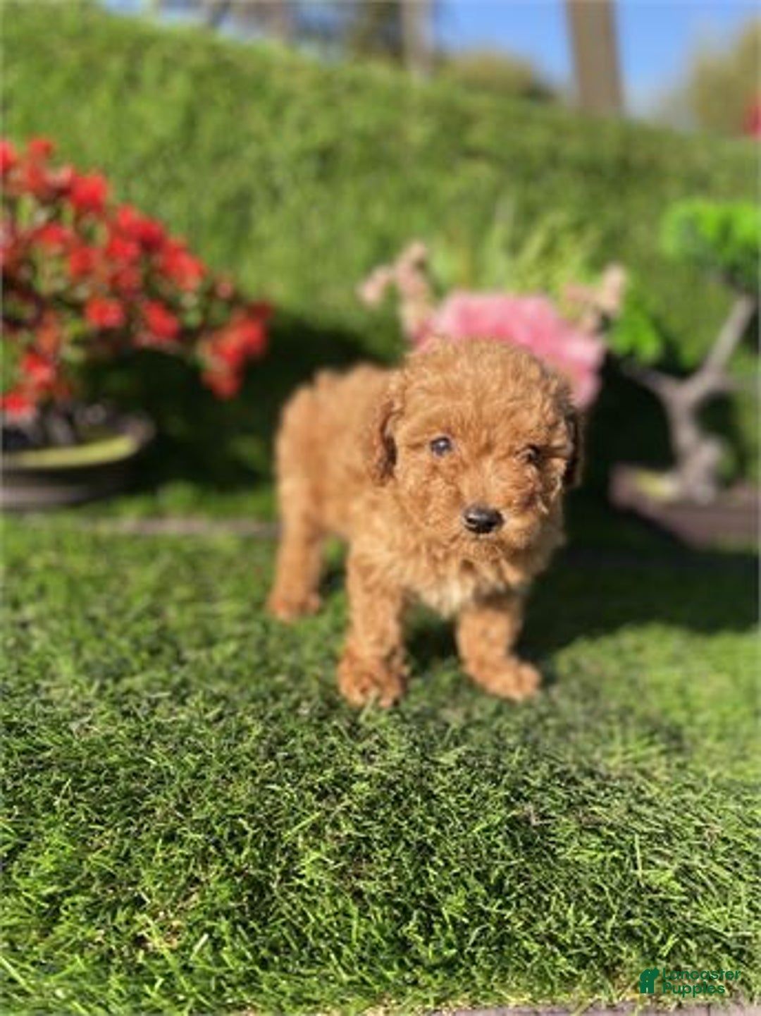 Toy Poodle dogs for sale: Tiny  Poodle Puppy 1 - Ad 2