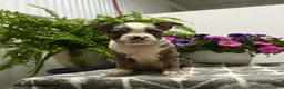 Boston Terrier dogs for sale: Norman - Ad 1