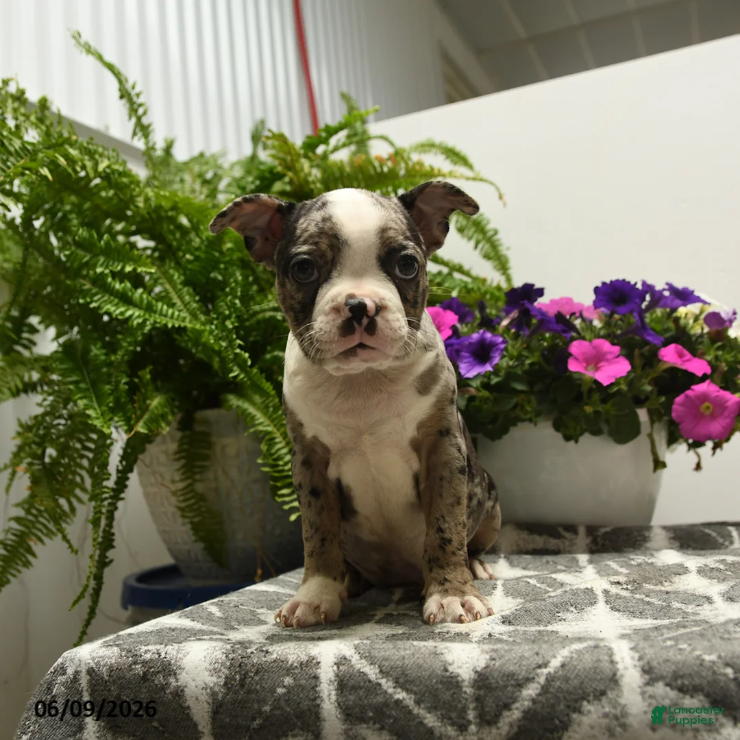 Boston Terrier dogs for sale: Norman - Ad 1