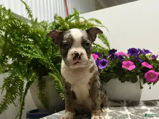 Boston Terrier dogs for sale: Norman - Ad 1