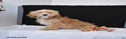 Cavapoo dogs for sale: Zeke - Ad 4