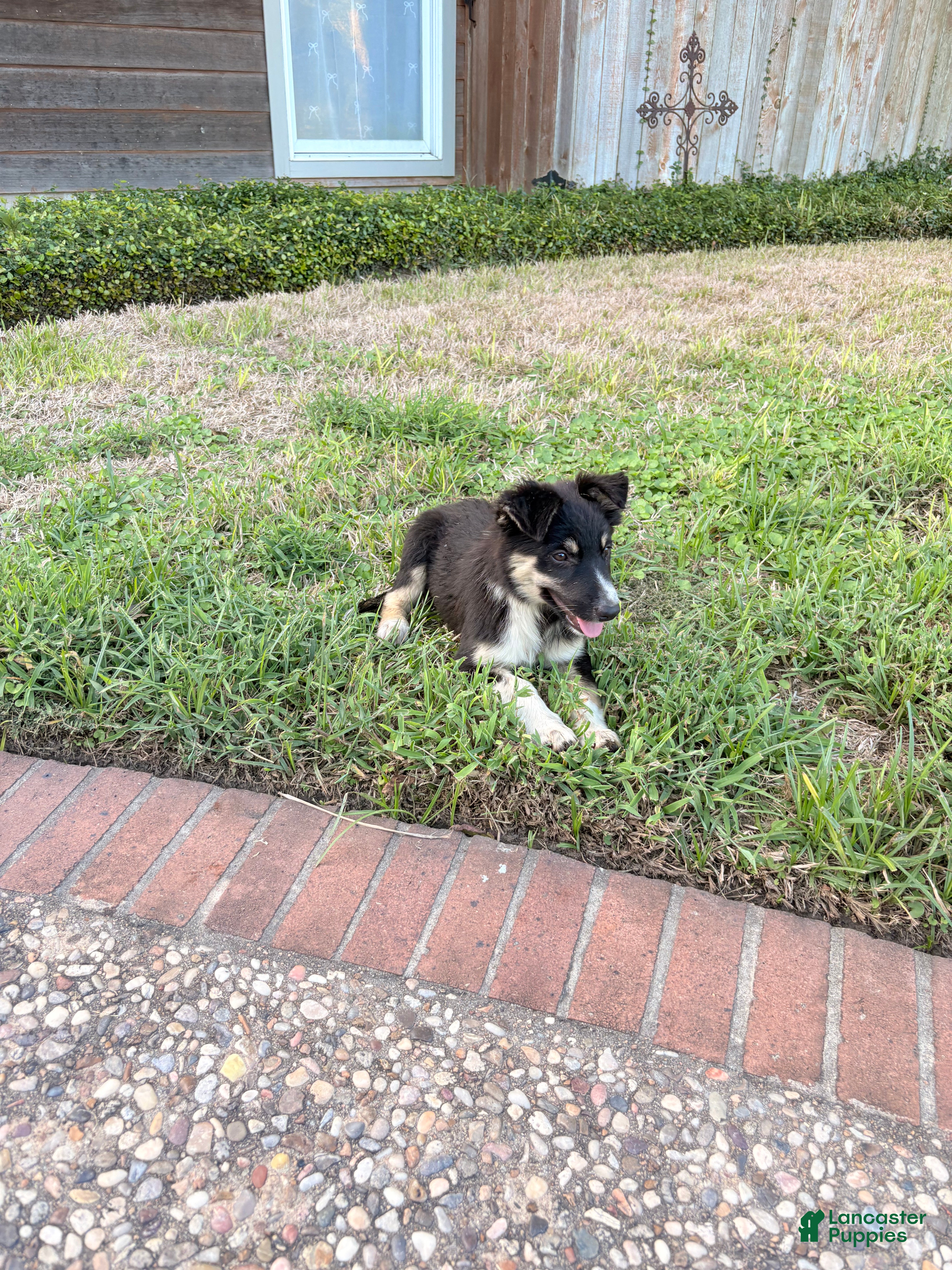Mixed Breed dogs Saide  - Ad 26