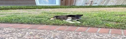 Mixed Breed dogs for sale: Saide  - Ad 1