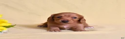 Miniature Dachshund dogs for sale: Macchiato  - Ad 8