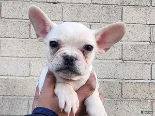 French Bulldog dogs for sale: French Bulldog Puppy 1 - Ad 2