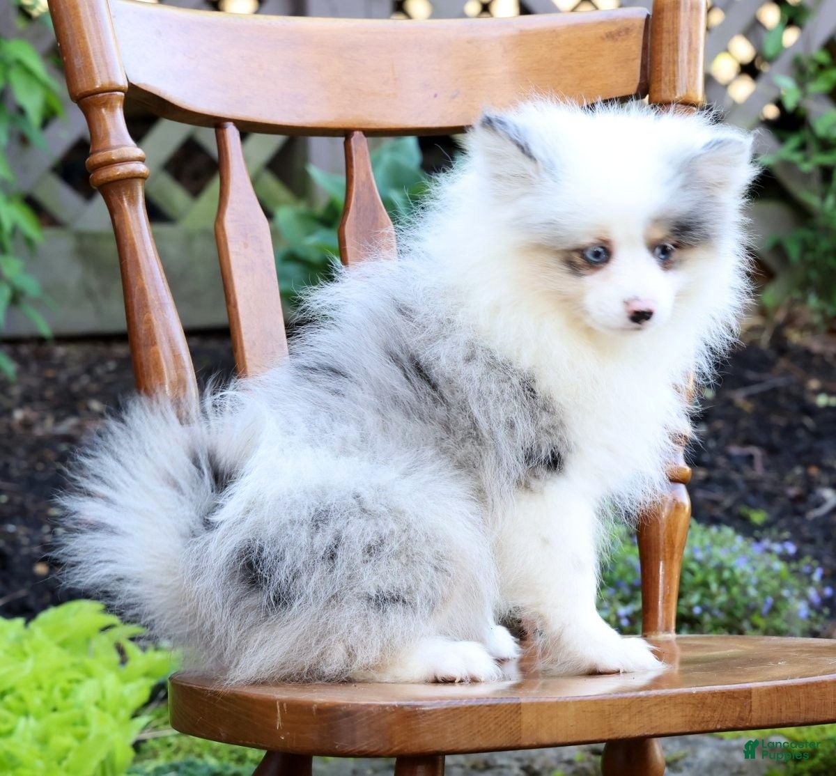 Pomeranian dogs Poppy - Ad 1