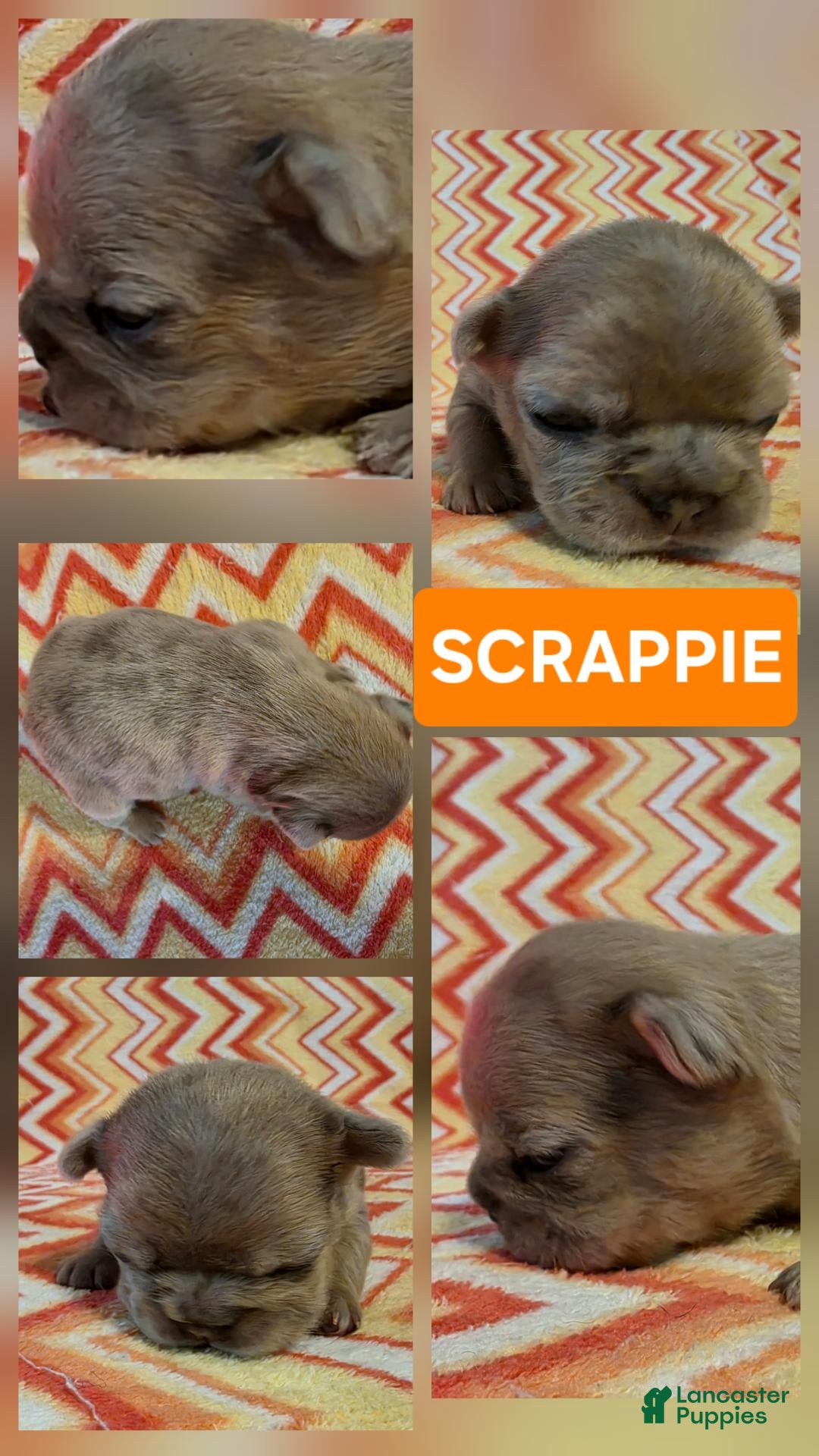 French Bulldog dogs Scrappie - Ad 2