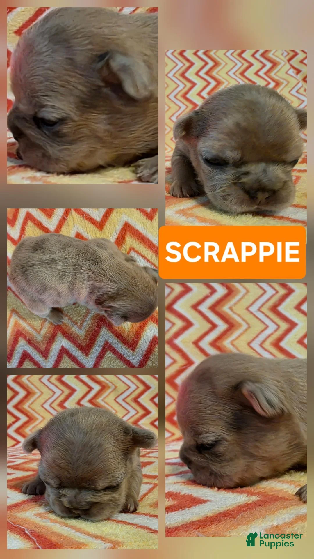 French Bulldog dogs for sale: Scrappie - Ad 2