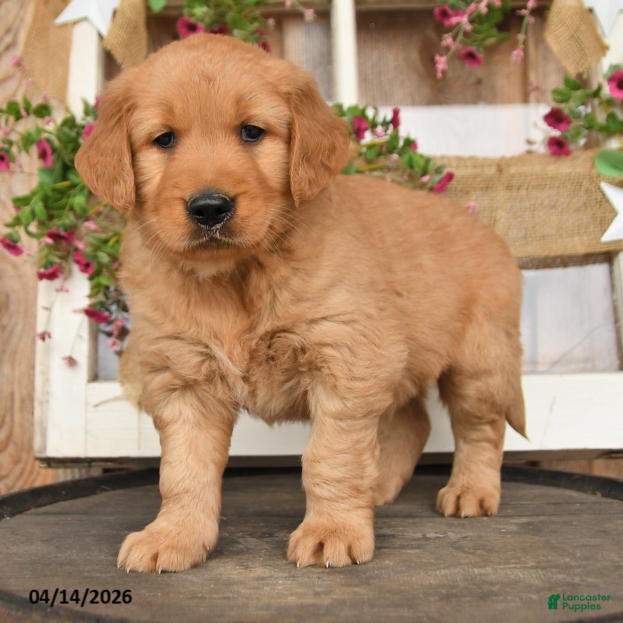 Golden Retriever dogs Levi - Ad 2
