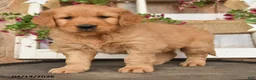 Golden Retriever dogs for sale: Levi - Ad 2