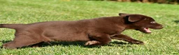 Labrador Retriever dogs for sale: Jackson - Ad 4