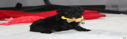 Yorkiepoo dogs for sale: Rocky - Ad 11