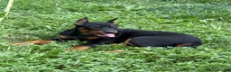 Beauceron dogs for sale: Pink Girl - Ad 1