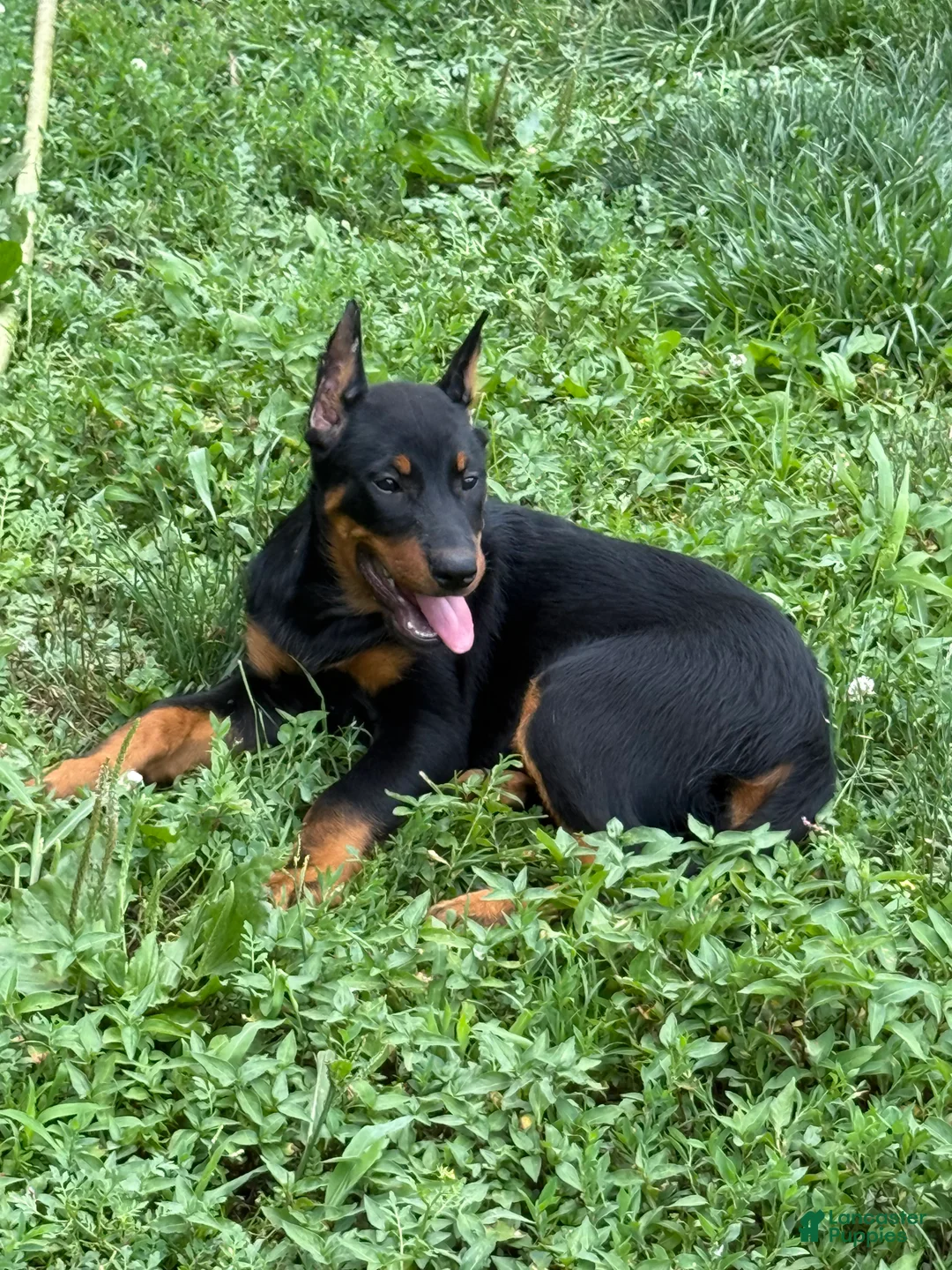 Beauceron dogs for sale: Pink Girl - Ad 1