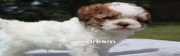 Shihpoo dogs for sale: Clay - Ad 5