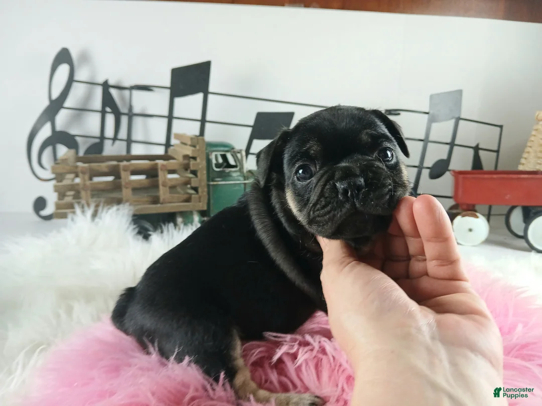 French Bulldog dogs for sale: French Bulldog Pups, NATIONWIDE DELIVERY  - Ad 4