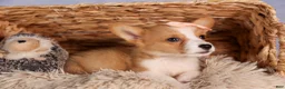 Welsh Corgi Pembroke dogs for sale: Carrie  - Ad 17