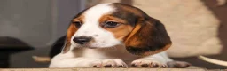 Beagle dogs for sale: Dottie🎀 - Ad 13