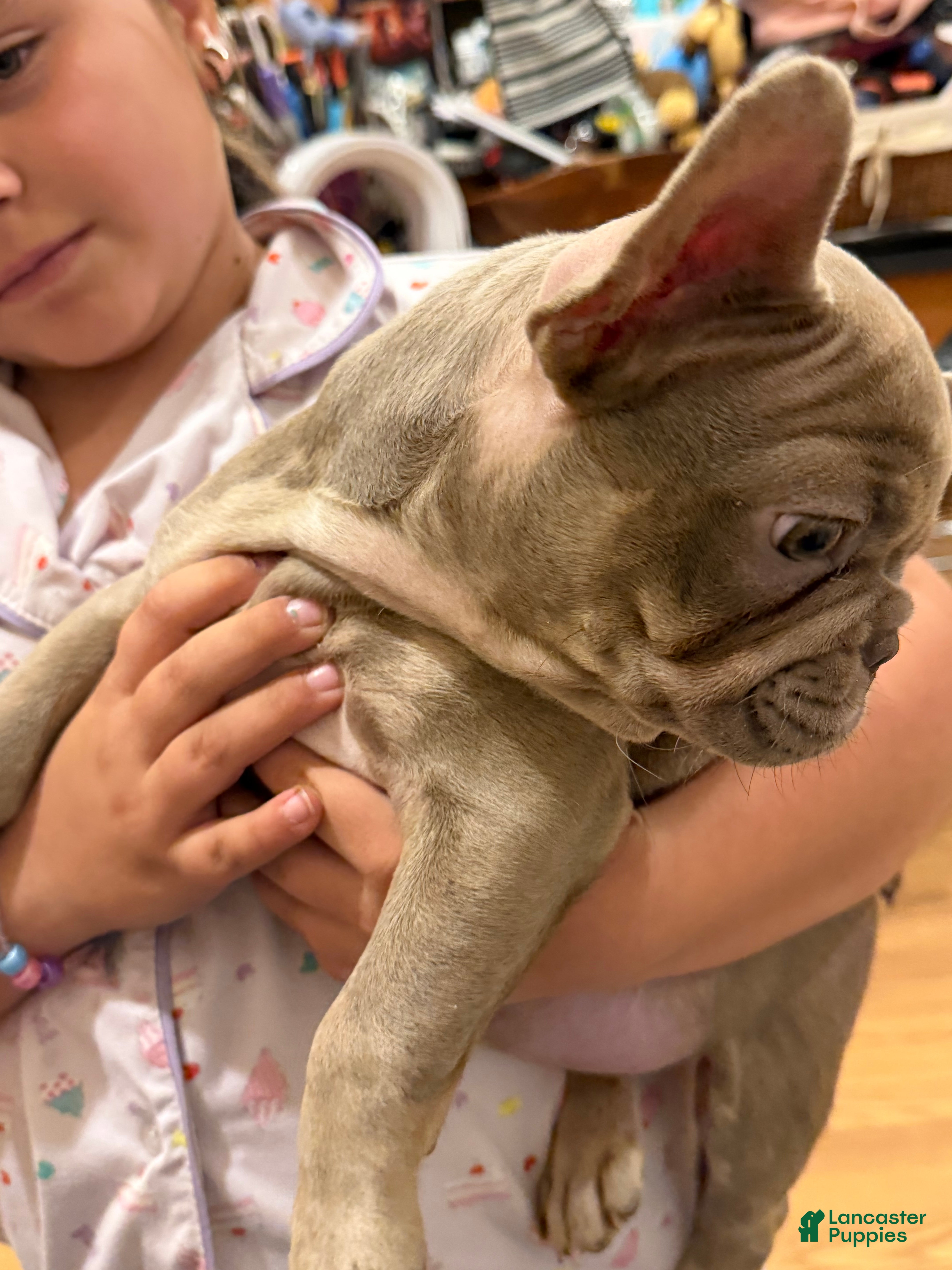 French Bulldog dogs Princess Dior - Ad 2