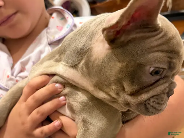 French Bulldog dogs for sale: Princess Dior - Ad 2