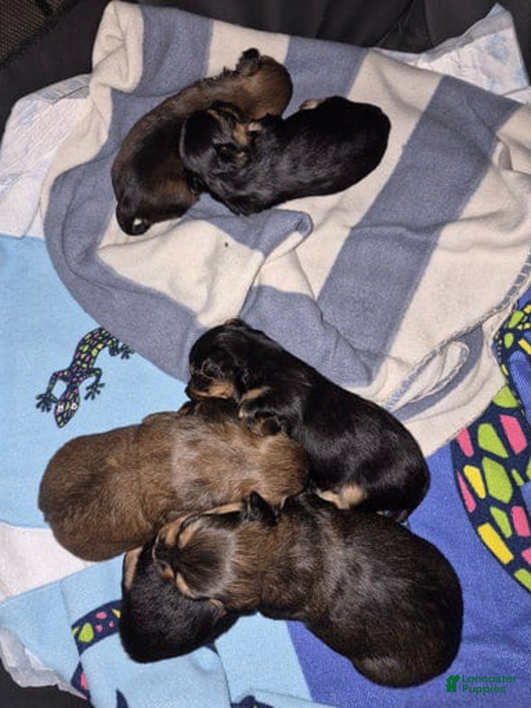 Yorkshire Terrier dogs for sale: Nikko - Ad 4