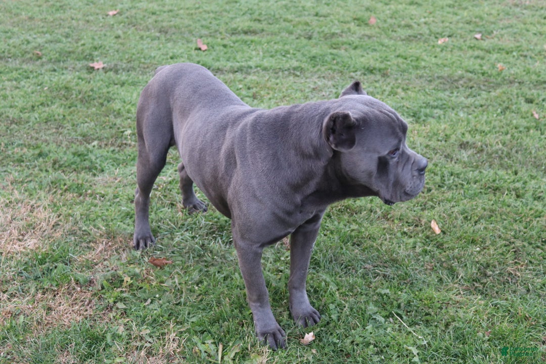 Cane Corso dogs for sale: Bradley  - Ad 15
