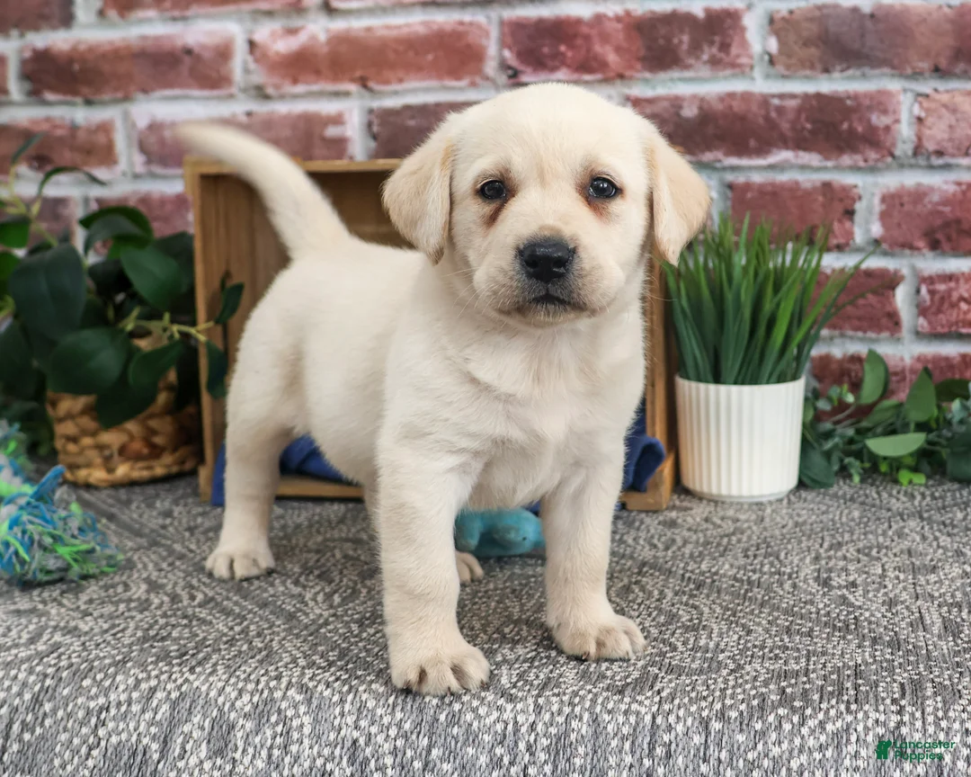 Labrador Retriever dogs for sale: Ranger - Ad 1