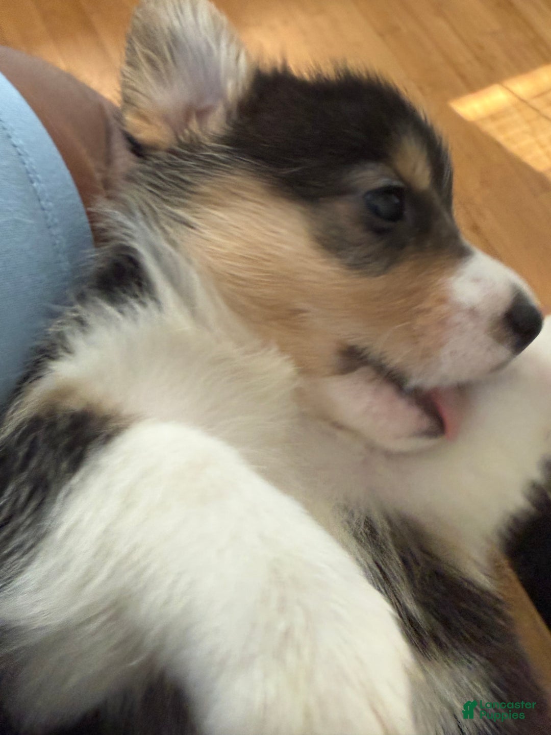 Welsh Corgi Pembroke dogs for sale: Pooh - Ad 3