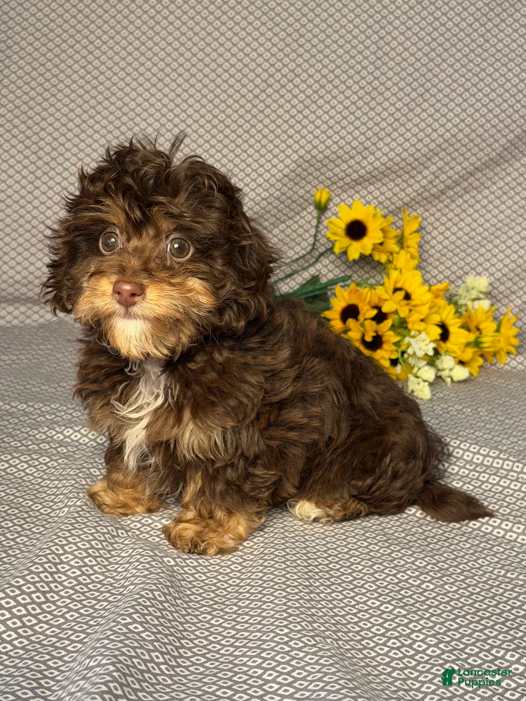 Mixed Breed dogs for sale: Chase - Ad 2