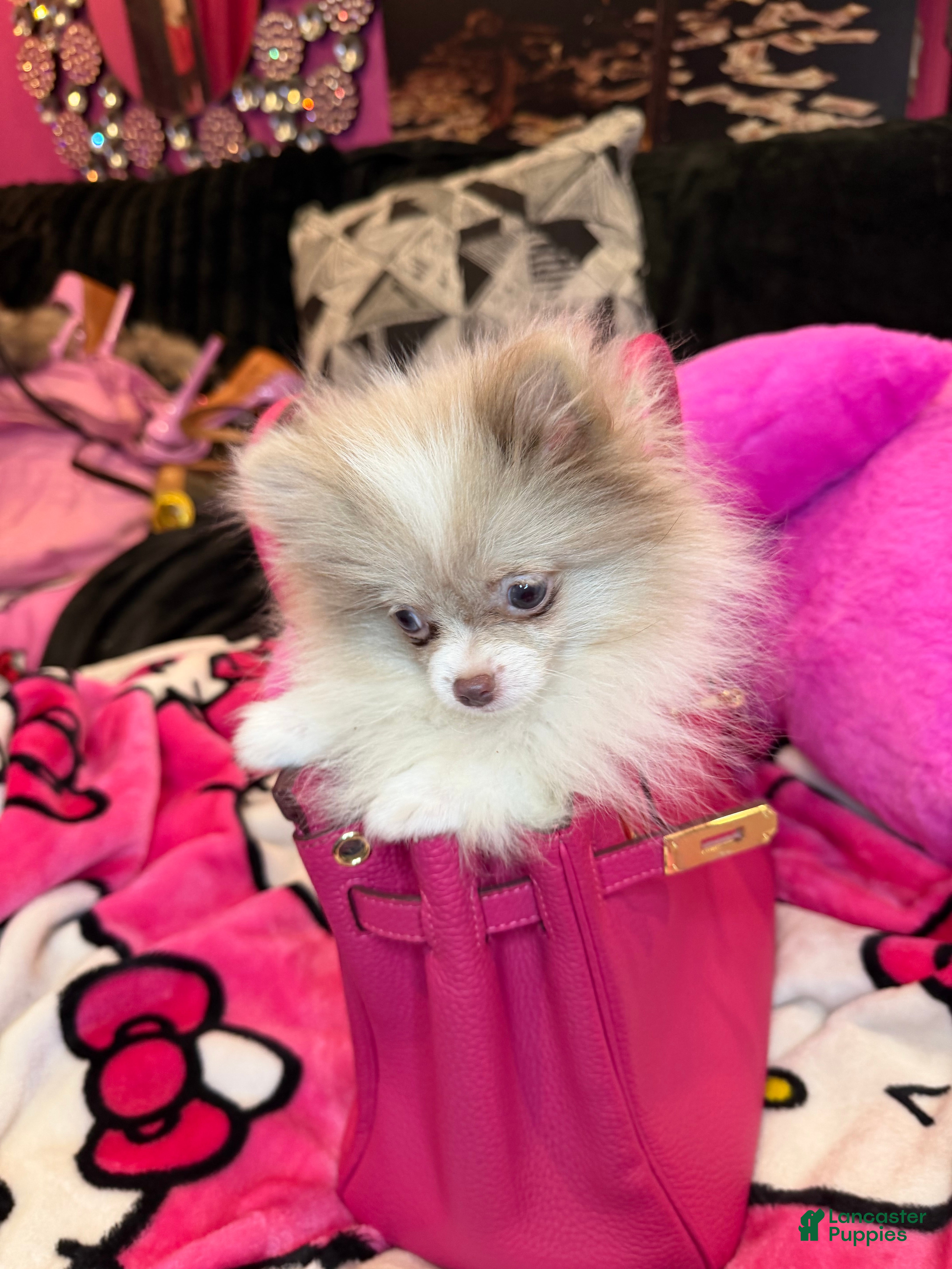 Pomeranian dogs Pomeranian Puppy 2 - Ad 2