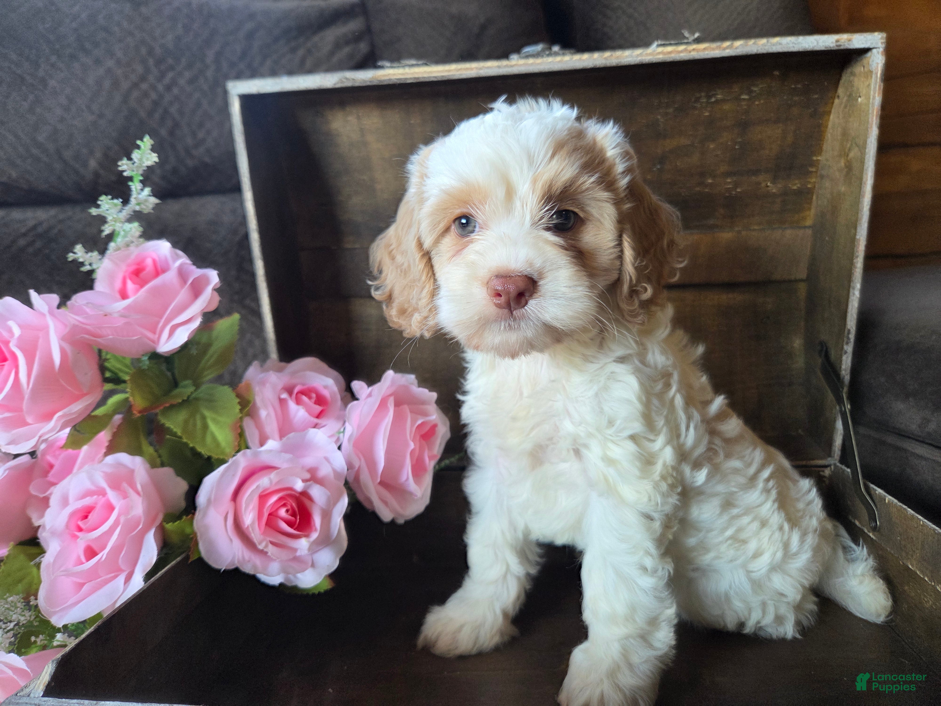 Cockapoo dogs Char - Ad 2