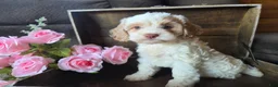 Cockapoo dogs for sale: Char - Ad 2