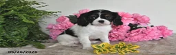Cavalier King Charles Spaniel dogs for sale: Samantha - Ad 5