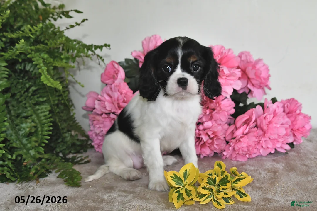 Cavalier King Charles Spaniel dogs for sale: Samantha - Ad 5