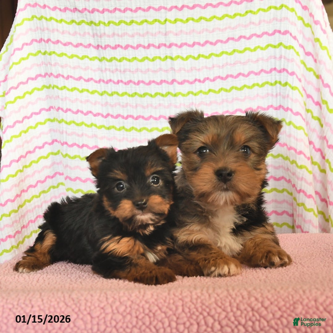 Yorkshire Terrier dogs for sale: Cassie   - Ad 5