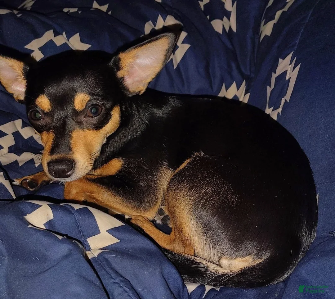 Chihuahua dogs for sale: Chihuahua 4 - Ad 3