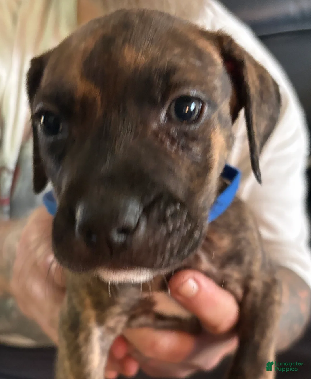 Mixed Breed dogs for sale: Chinney - Ad 2