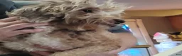 Mini Goldendoodle dogs for sale: Felicity - Ad 6