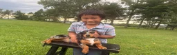 Miniature Dachshund dogs for sale: Pearl - Ad 35