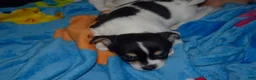 Chihuahua dogs for sale: Chihuahua 1 - Ad 1