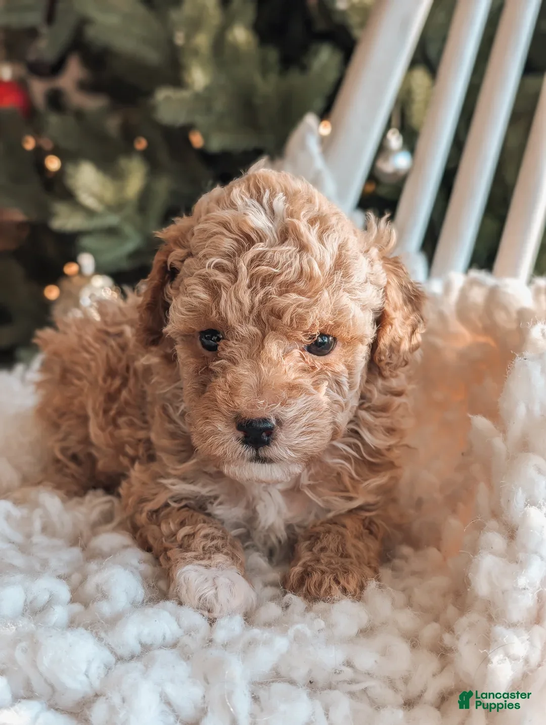 Toy Poodle dogs for sale: Nick - Ad 3
