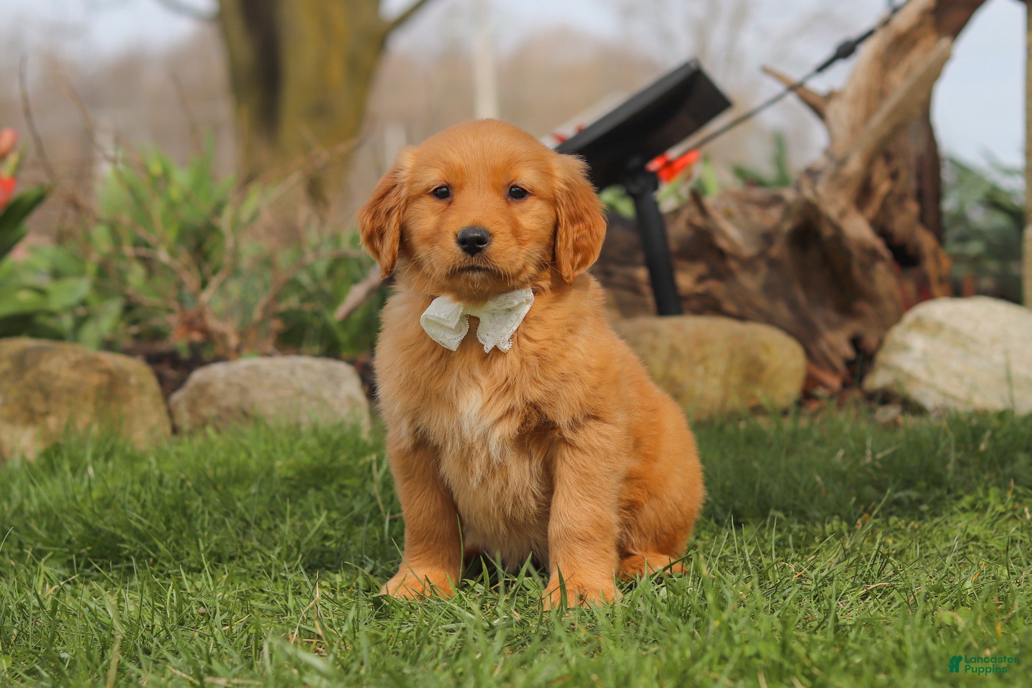 Golden Retriever dogs Hazel - Ad 2