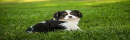 Cavalier King Charles Spaniel dogs for sale: Landry - Ad 7