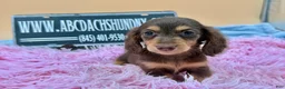 Miniature Dachshund dogs for sale: Miniature Dachshund Puppy 3 - Ad 7