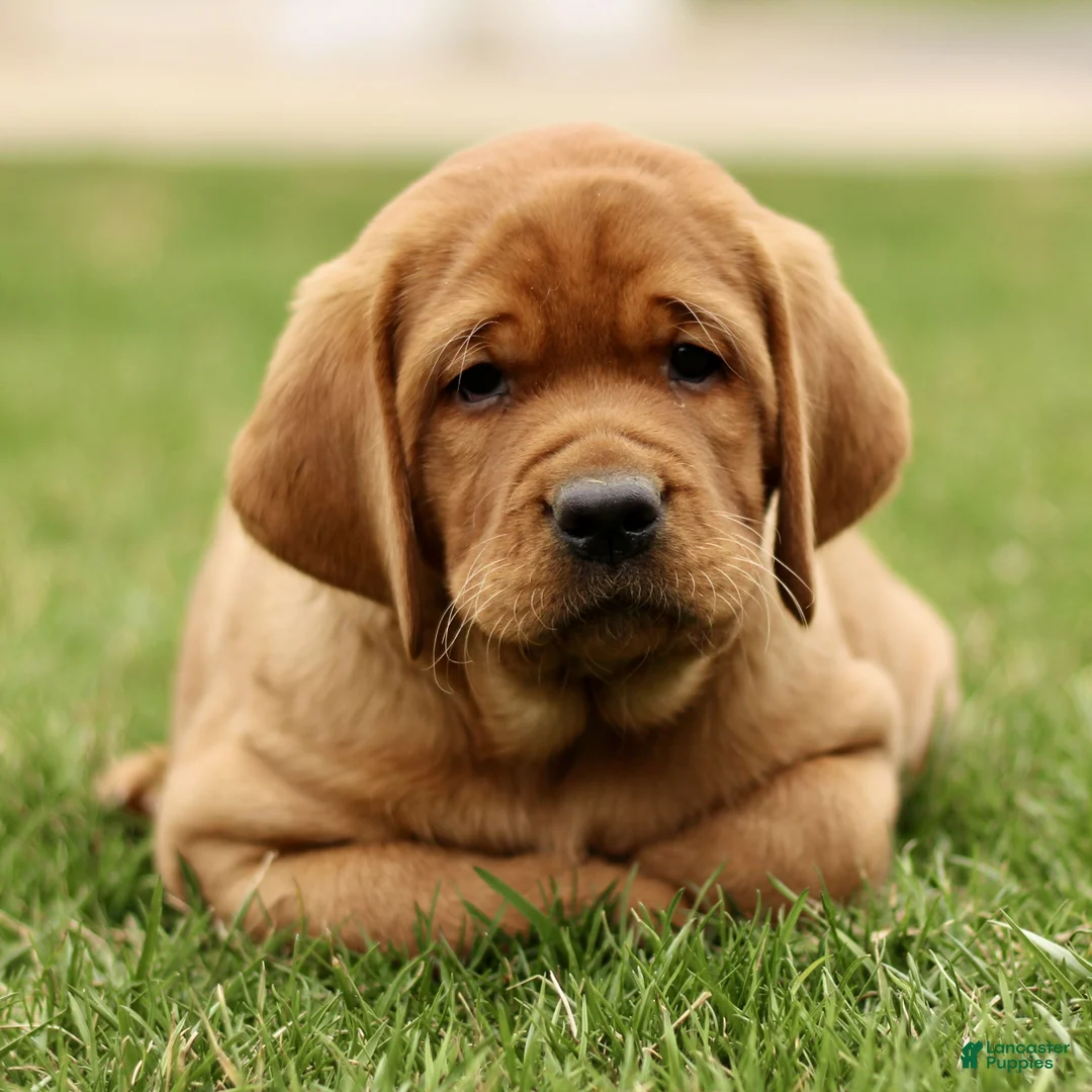 Labrador Retriever dogs for sale: Loxley  - Ad 1