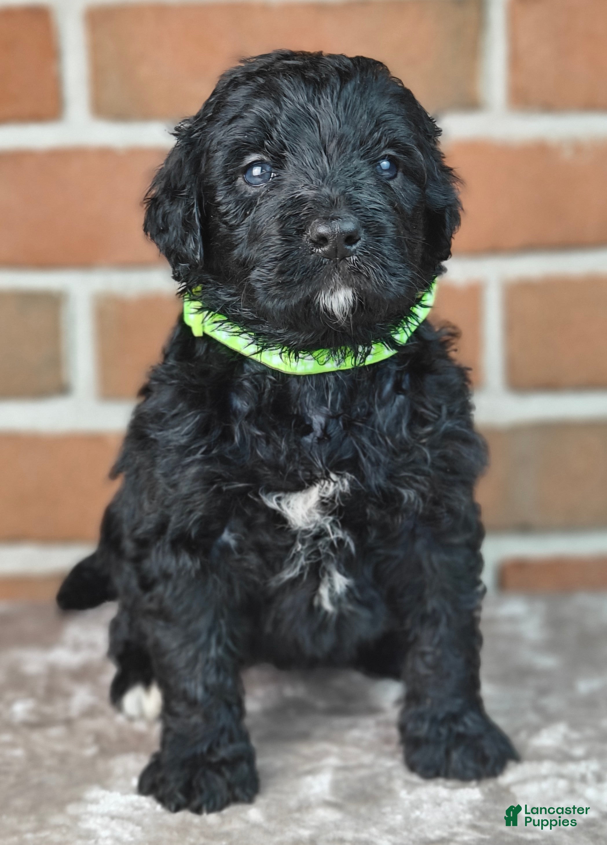 Bernedoodle dogs Espresso  - Ad 2