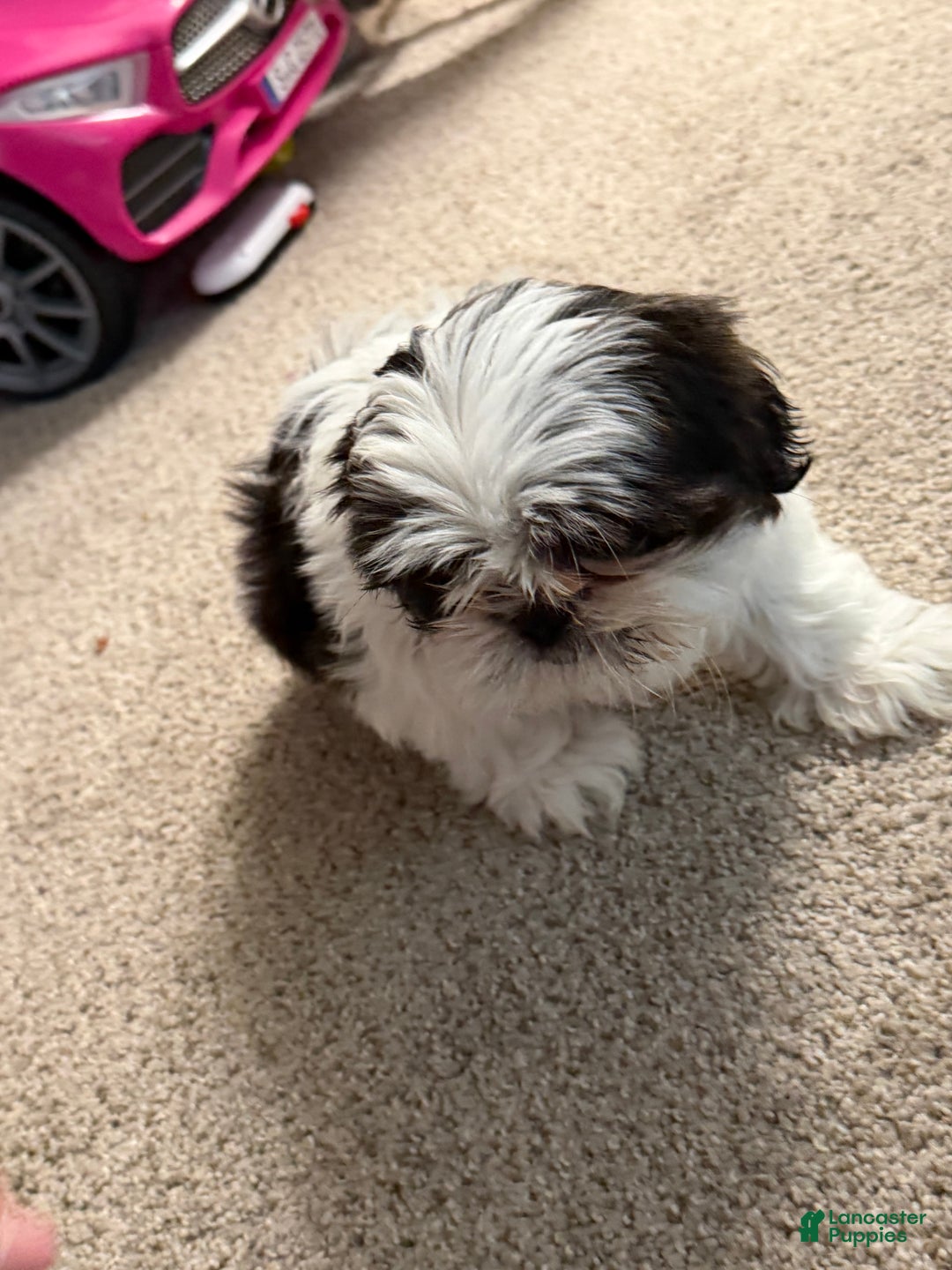 Shih Tzu dogs for sale: Shih Tzu - Ad 2