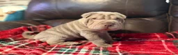 Shar Pei dogs for sale: Hal - Ad 2
