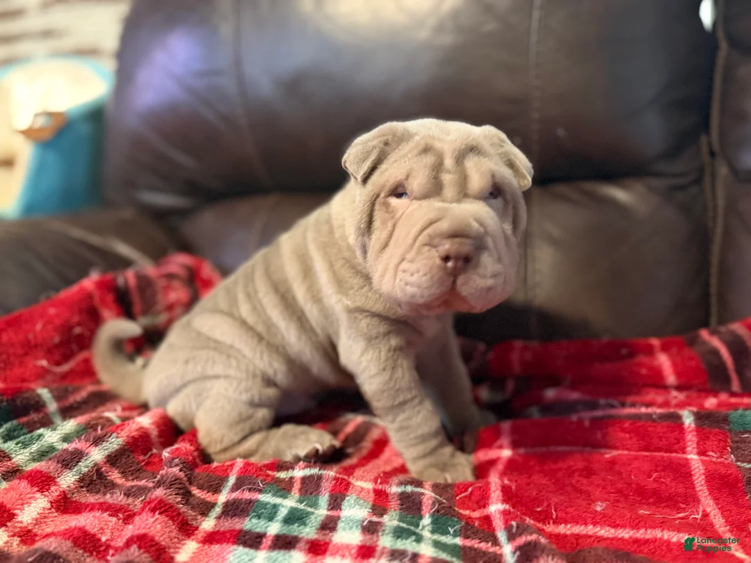 Shar Pei dogs for sale: Hal - Ad 2