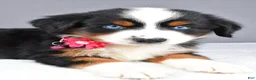 Miniature Australian Shepherd dogs for sale: Kenzie - Ad 4